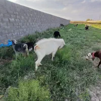 نربز سانن اصل