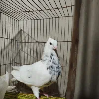 یک جفت کبوتر طوقی