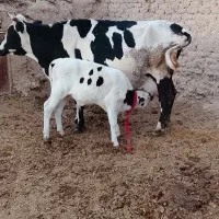 گاو نژاد اصیل ب همراه گوساله ی نر سمینتال