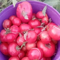 گوجه|خوردنی و آشامیدنی|دوزین, |دیوار