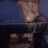 طوقی ساری نر چیل بالا