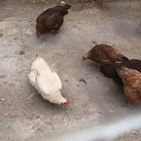 مرغ‌وخروس‌ گلپایگانی