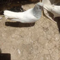 کله الماسی