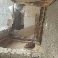 ساده سرخ