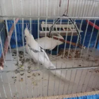 عروسک