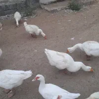 فروش غاز