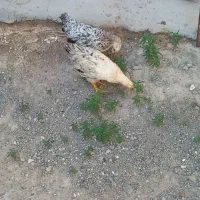 جوجه