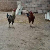 خروس