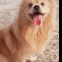 سگ پامر