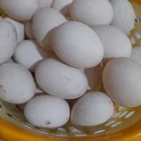 تخم اردک