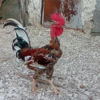 خروس گردن لخت