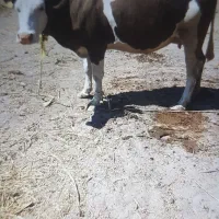 گاو مونت بیلیارد