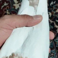 کبوتر سینه ای ماده