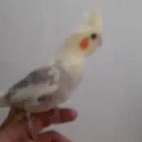 عروس هلندی ابلغ و آهویی..