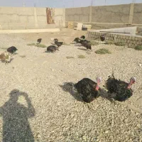 بوقلمون