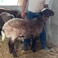 بره قوچ هترو یکساله