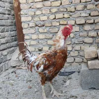 خروس لاری اصل