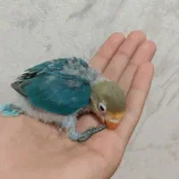 ۳ عدد جوجه طوطی برزیلی سرلاکی رنگ خاص