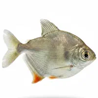 سیلور دالر