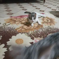 گربه