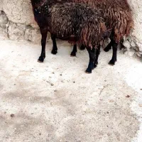 هترو|حیوانات مزرعه|صائین قلعه, |دیوار