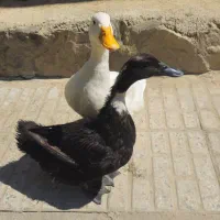 اردک نر و ماده