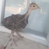 جوجه ‌بوقلمون