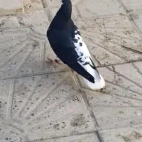 کبوتر چپ گلدار