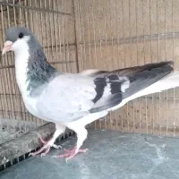 کفتر چادری نر کبوتر بدرنگ