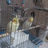 عروس هلندی