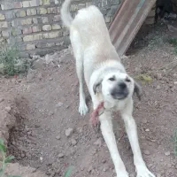 سک نژاد دار پژدر