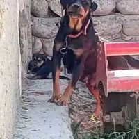 سگ رتوایلر