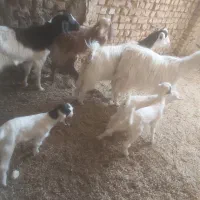 بز و بزغاله