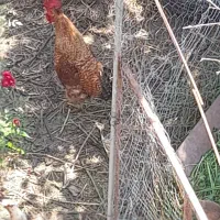 فروش خروس و غاز
