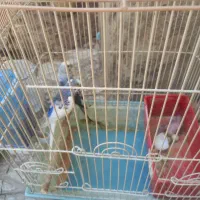 یک جفت مرغ عشق