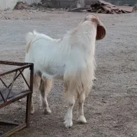 کره نر چاق تبری جو خورده بدون بو به ضمانت چاقی