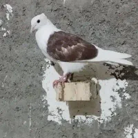 کبوتر دوکت