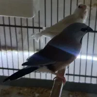فنچ طو طی وار