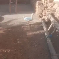 قوغاز