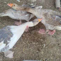 غاز (بط محلی)
