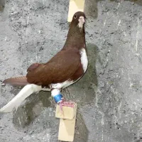کبوتر شهری و سینه
