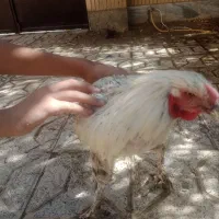 خروس لاری