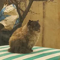 گربه