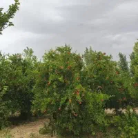 زمین-چهار-دیواری-سند-تک-برگ-عرصه-عیان-220-متر