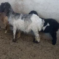 اعدد میش بره دار برش ماده هست ویه بره ۲۰کیلویی