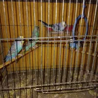 مرغ عشق سالم و سرحال بشرط