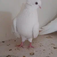 کبوتر