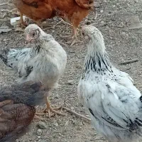 جوجه یک روزه تا ۳ ماه