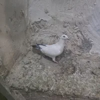 کبوتر