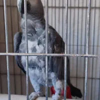 کاسکو نر بالغ مناسب جفت